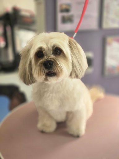 Hund nach dem Waschen und Schneiden im Hundesalon Maja&Dogs in Berlin Wedding