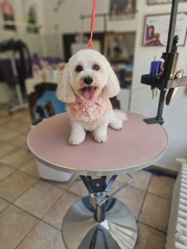 Hund nach dem Waschen und Schneiden im Hundesalon Maja&Dogs in Berlin Wedding
